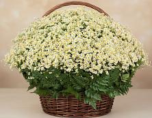 Цветочная композиция из Ромашки в корзине #REPLACE_PRED# Поселок дома отдыха Огарево